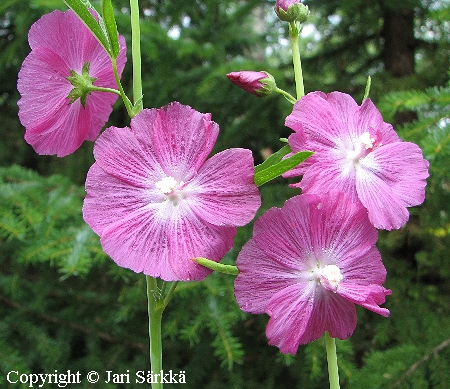 Sidalcea x cultorum, tarhajalomalva
